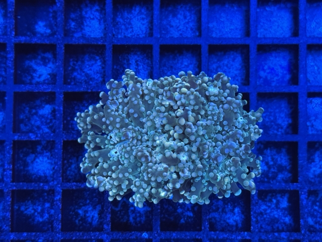Euphyllia paradivisa