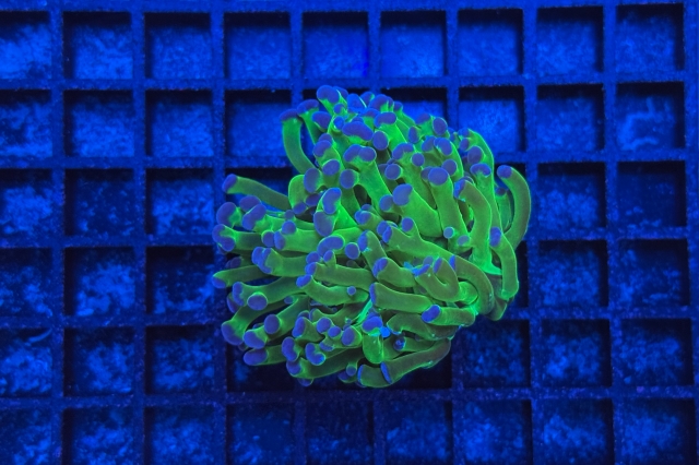 Euphyllia paradivisa