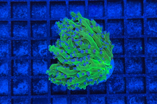Euphyllia paradivisa
