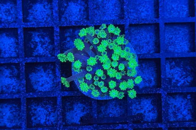 Alveopora 