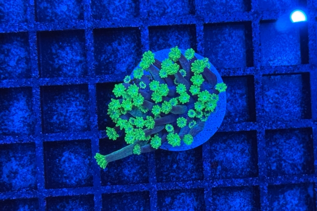 Alveopora 