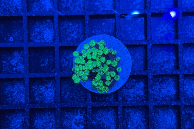 Alveopora 