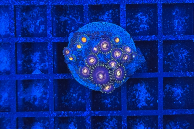 Zoanthus - 1238_10