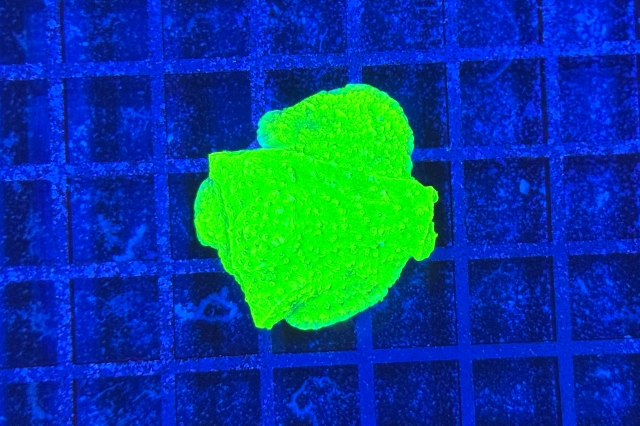 Montipora