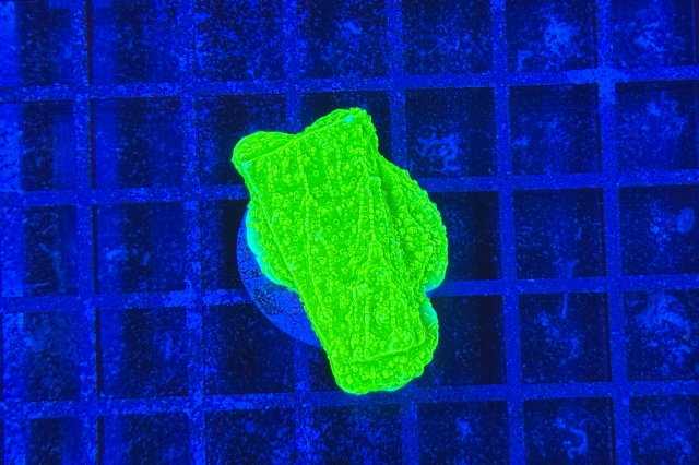 Montipora
