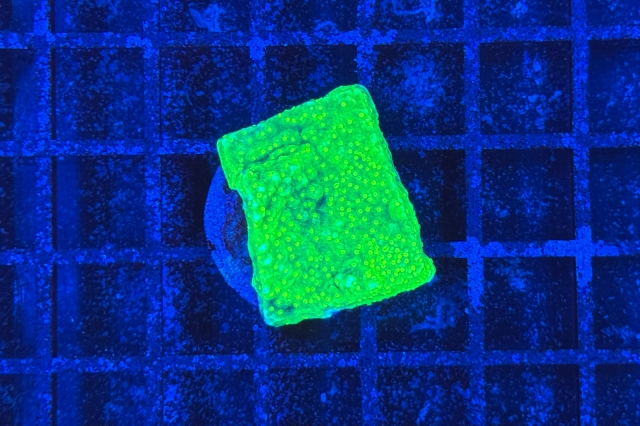 Montipora