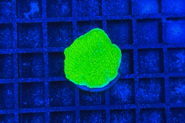 Montipora - 3892_10