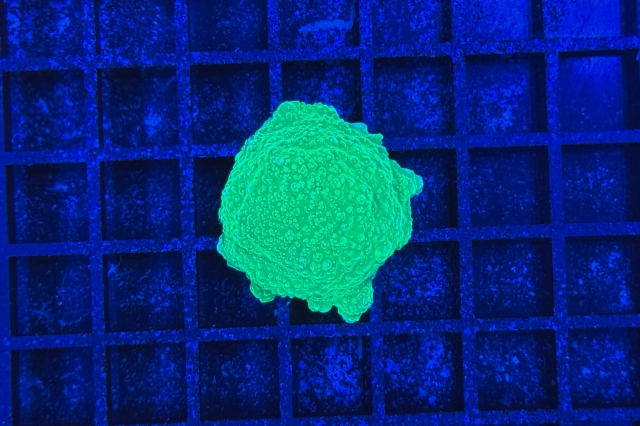 Montipora