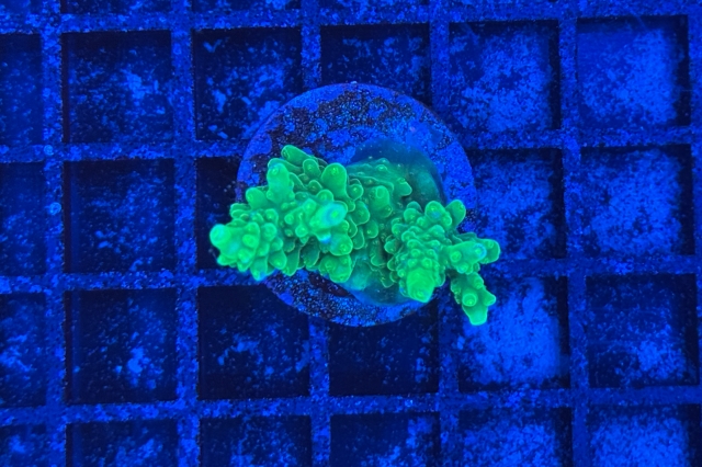 Acropora