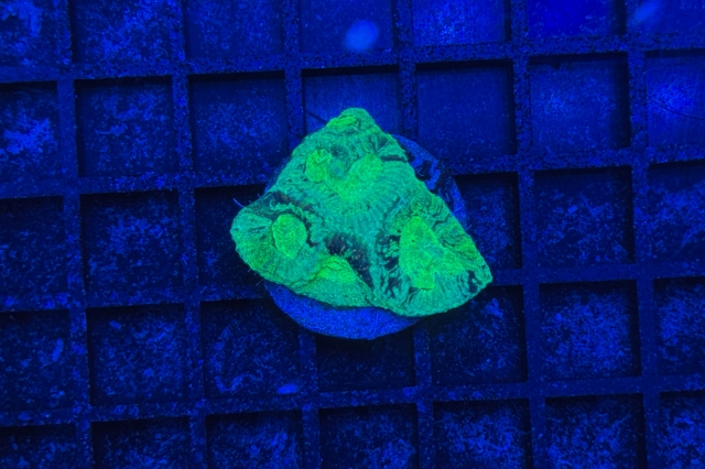 Goniastrea