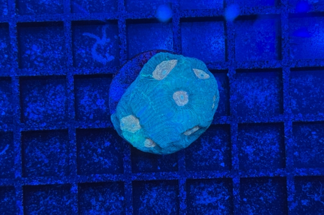 Goniastrea