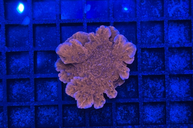 Montipora - 2551_10