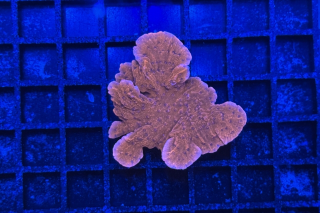 Montipora - 1905_10