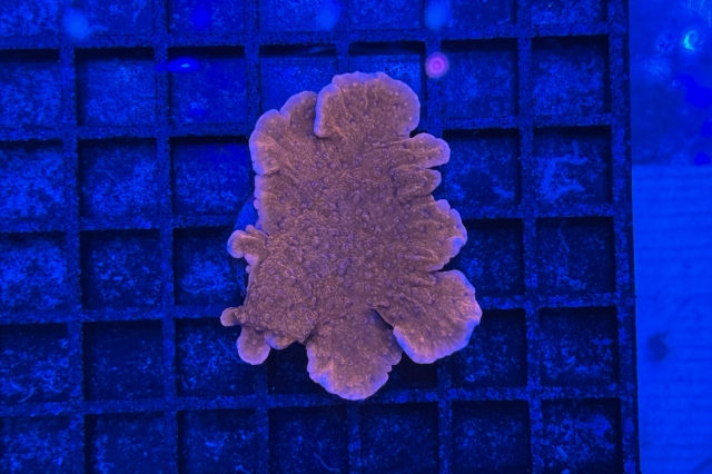 Montipora
