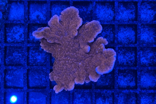 Montipora
