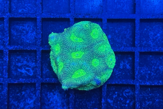 Favia - 2965_10