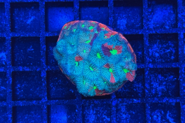 Favia - 2510_10