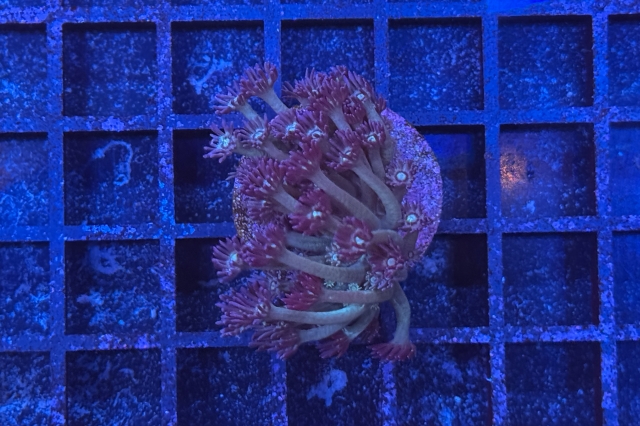 Goniopora