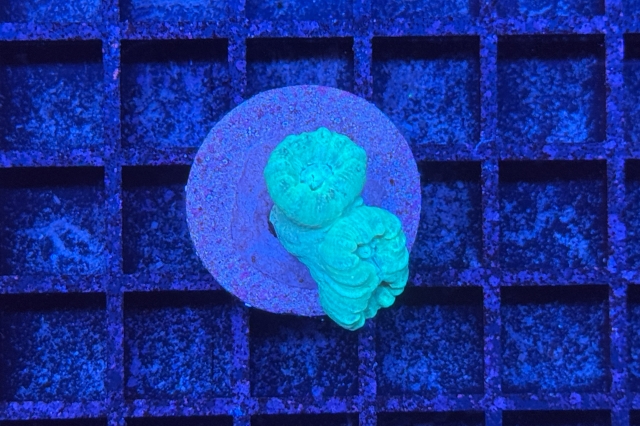 Caulastrea - 8162_10