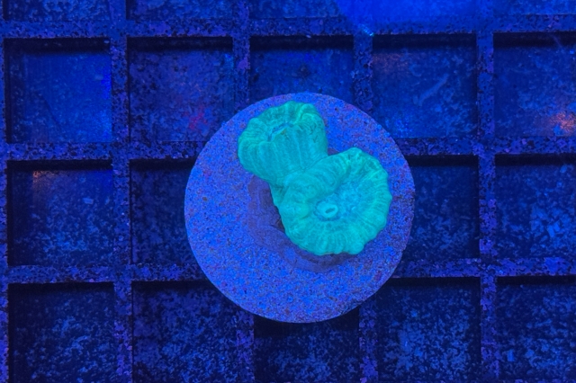 Caulastrea - 2696_10