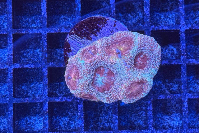 Acanthastrea bowerbanki - 1954_10