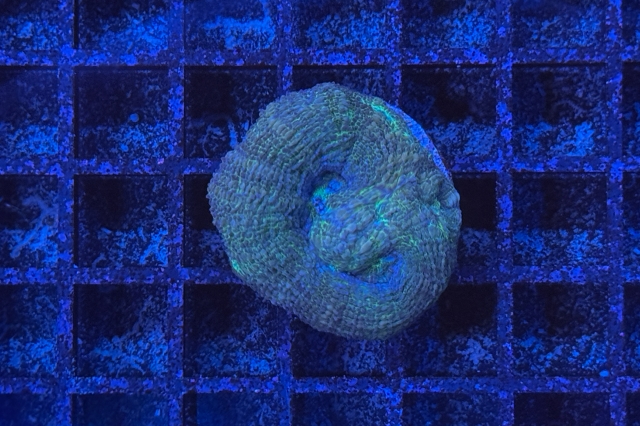 Acanthastrea bowerbanki - 1928_10