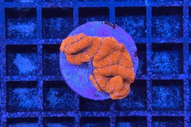 Acanthastrea lordhowensis - 2976_10