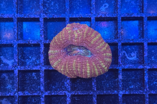 Acanthastrea bowerbanki - 5608_10