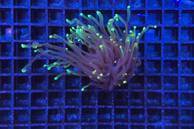 Euphyllia glabrescens - 3951_10