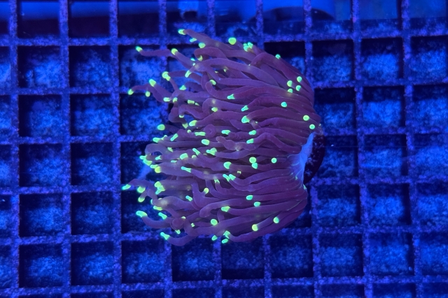 Euphyllia glabrescens - 1759_10
