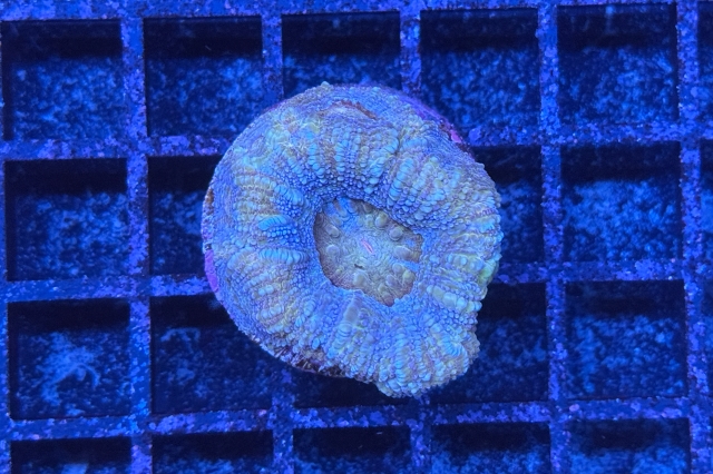 Acanthastrea bowerbanki - 4866_10