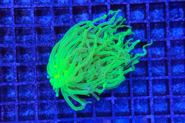 Euphyllia glabrescens - 1260_10