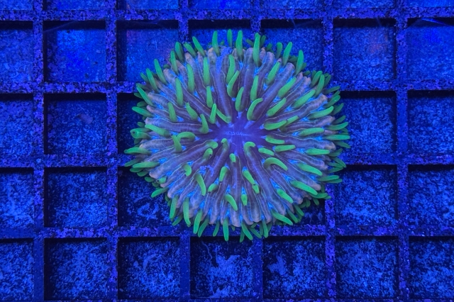 Fungia - 5638_10