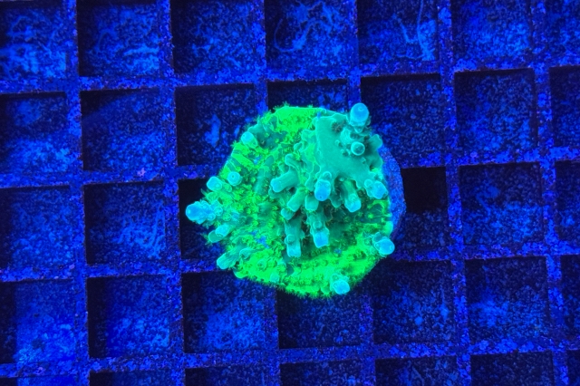 Acropora - 8113_10