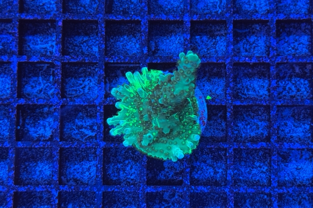 Acropora - 2881_10