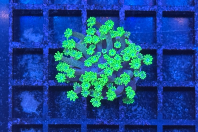 Alveopora 