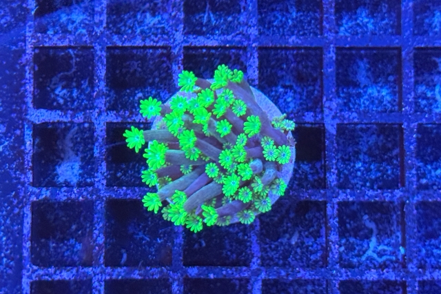 Alveopora 