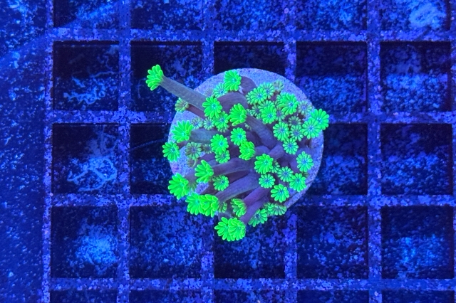 Alveopora  - 2470_10