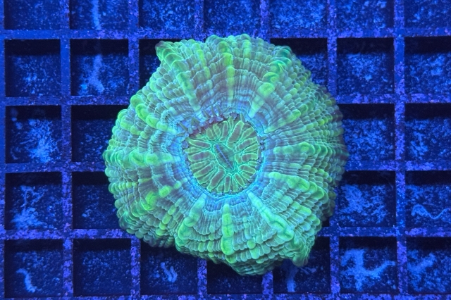 Cynarina lacrymalis