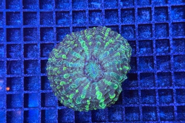 Cynarina lacrymalis