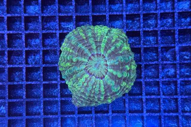 Cynarina lacrymalis - 7070_10