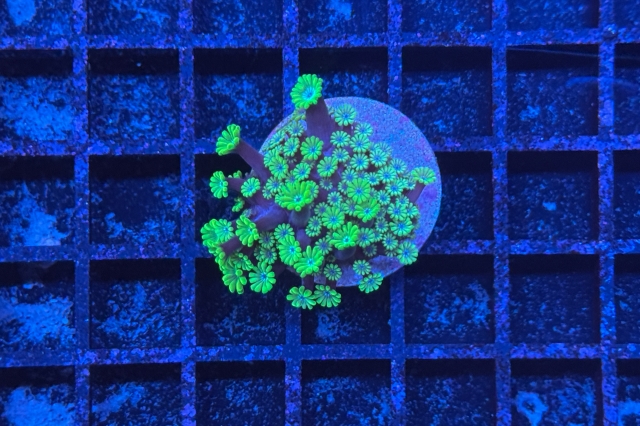 Alveopora 
