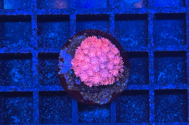 Goniopora