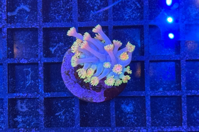 Goniopora