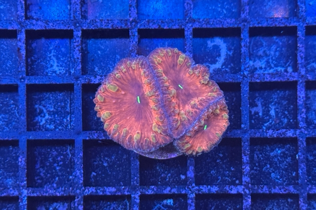 Blastomussa