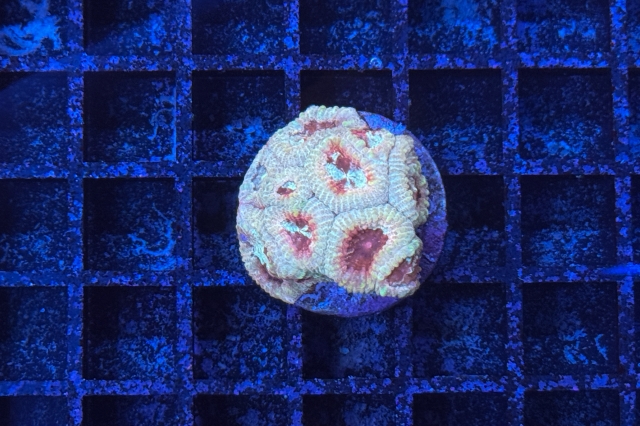 Favia - 7054_10