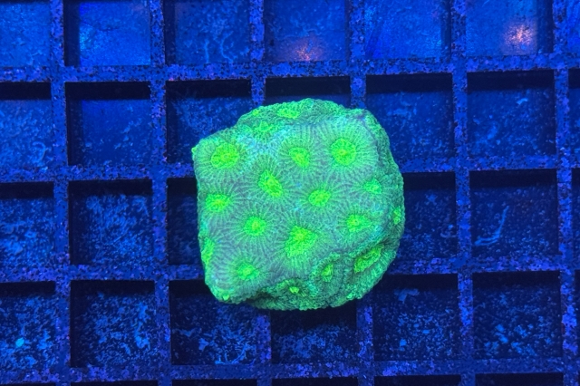 Favia - 2945_10