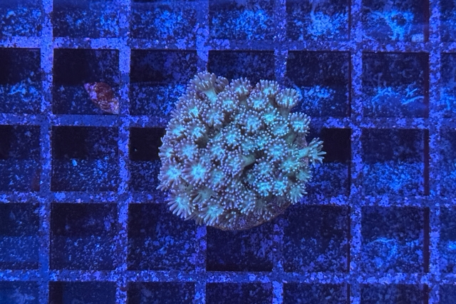 Goniopora