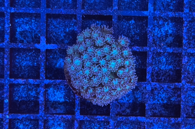 Goniopora - 3923_10