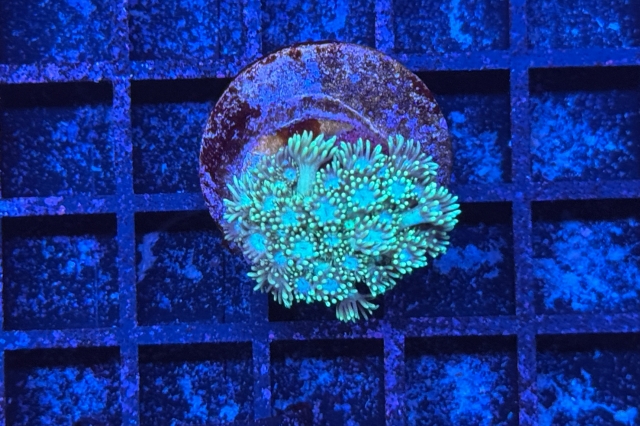 Goniopora